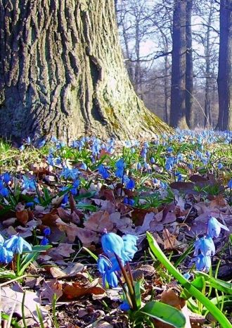 Мы в весеннем лесу