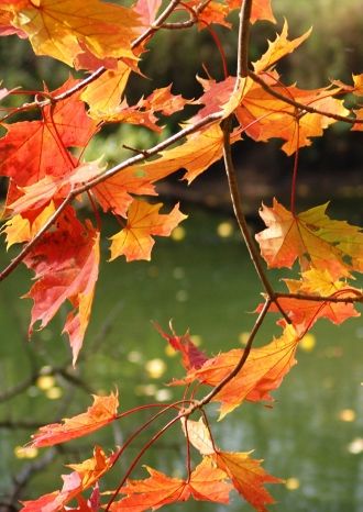 Там, где клен шумит