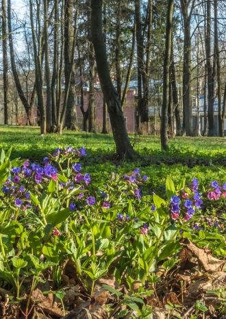 И зазвенела музыка весной