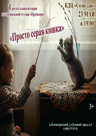 Просто серая кошка
