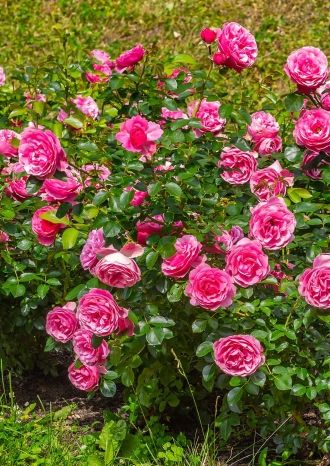 Поэзия мурановских пейзажей