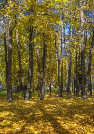 День лесов Подмосковья в Муранове