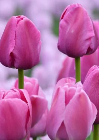 С праздником, милые дамы!