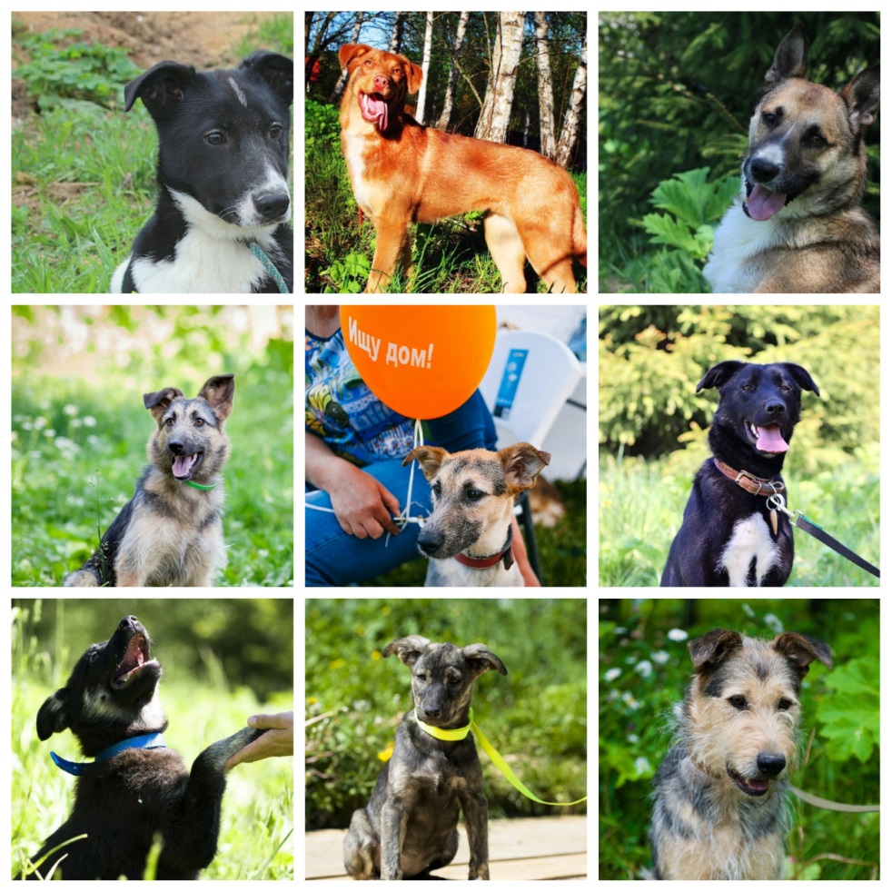 Счастье в дом