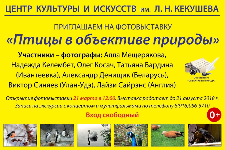 Птицы в объективе природы Птицы в объективе природы