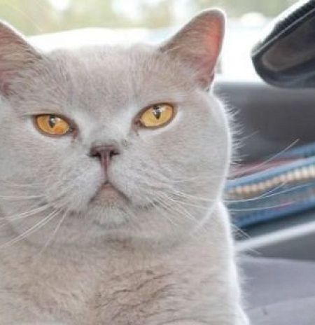 Жителям Подмосковья рассказали, как перевозить питомцев в автобусах