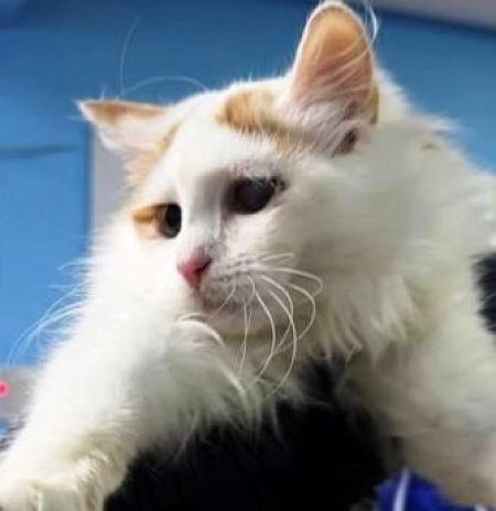 Депутат Пушкинского Дмитрий Кульков посетил ветклинику в п. Лесной, куда волонтёры привезли кошек из Красноармейска