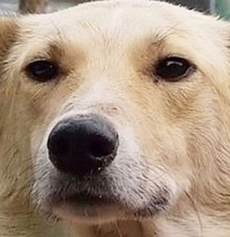 Число безнадзорных собак снизилось в Подмосковье более чем на 50% за 6 лет