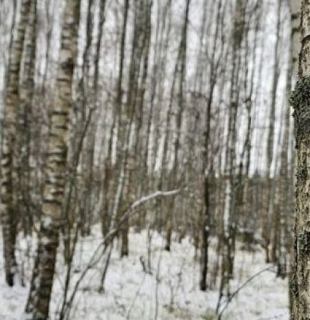 Минэкологии Подмосковья напоминает правила сбора березового сока