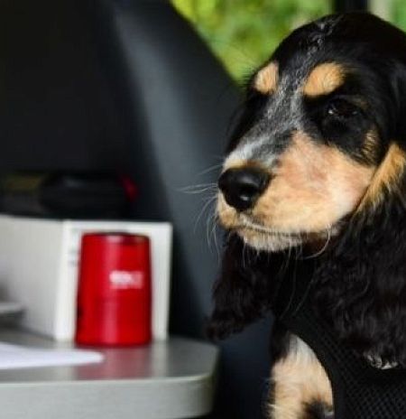 Сезон выездных вакцинаций питомцев начался в Подмосковье