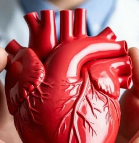 Здоровое сердце можно сохранить