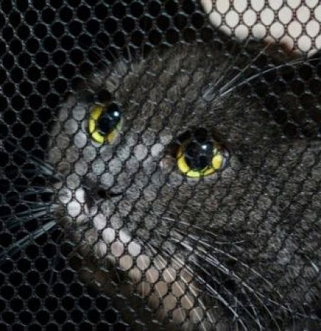 Более 4,8 тыс. обращений поступило в контакт-центр ветеринарии Подмосковья с начала года